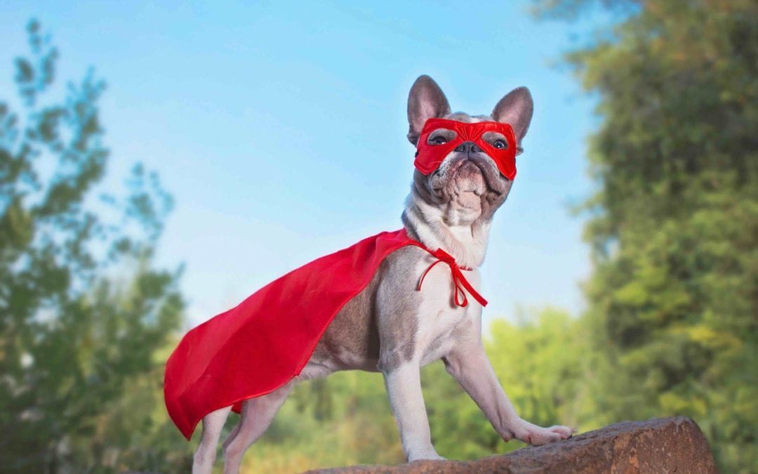 dog wearing super hero costume