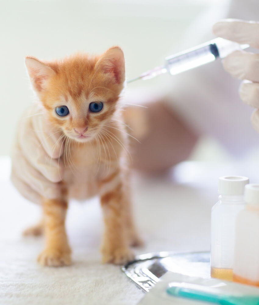 Pet Feline Vaccinations