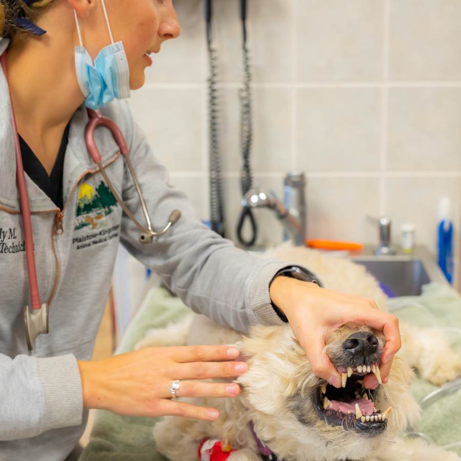 Pet Veterinary Dentistry