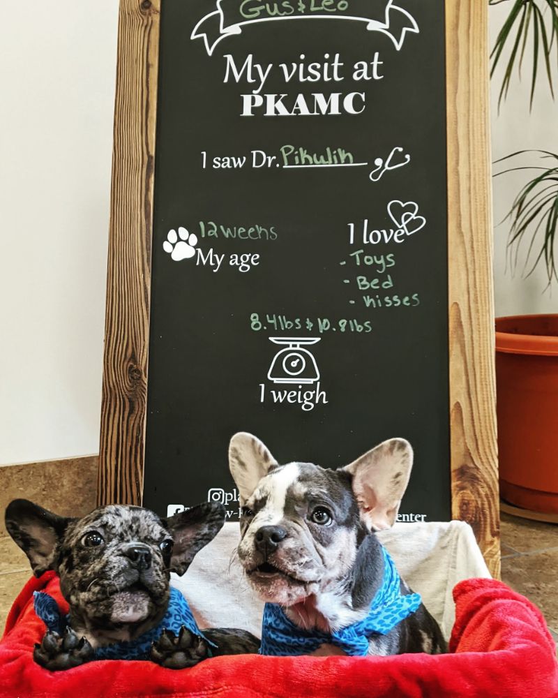 puppies by a first visit chalkboard
