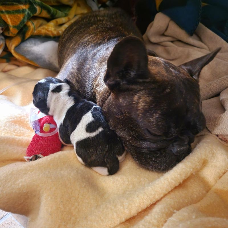 dog sleeping with newborn puppy