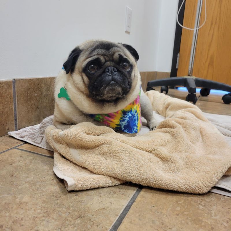 pug laying on towel