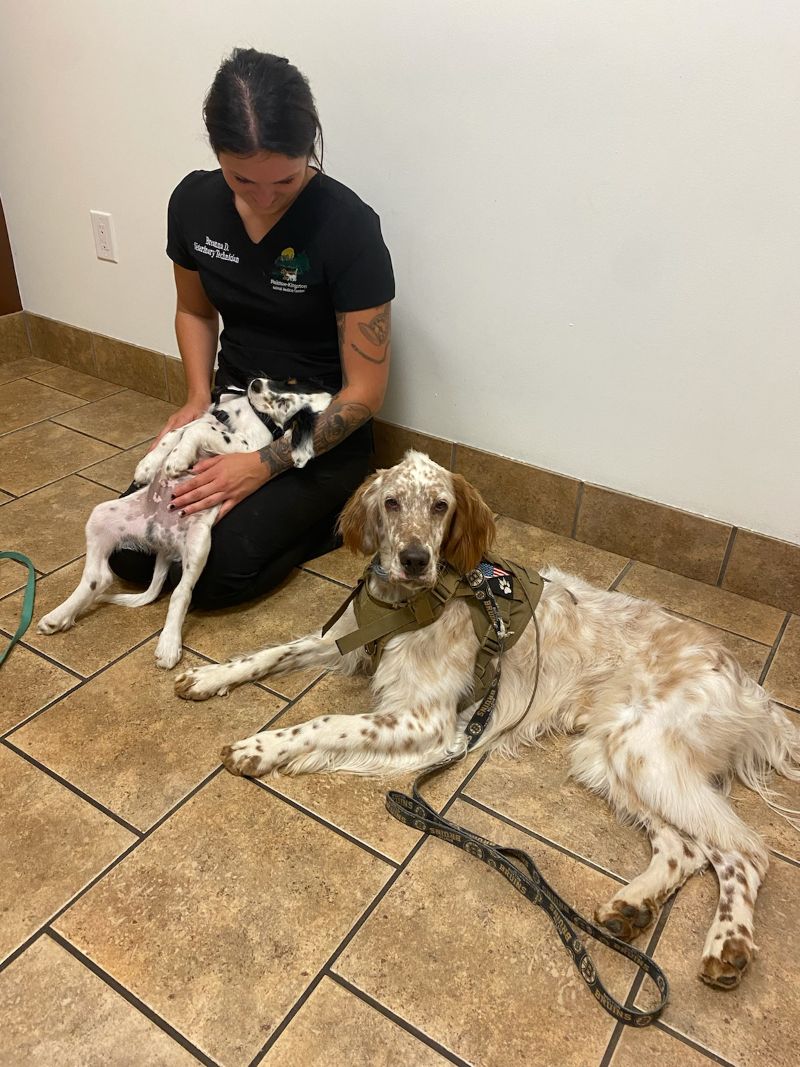 vet tech sitting with two dogs