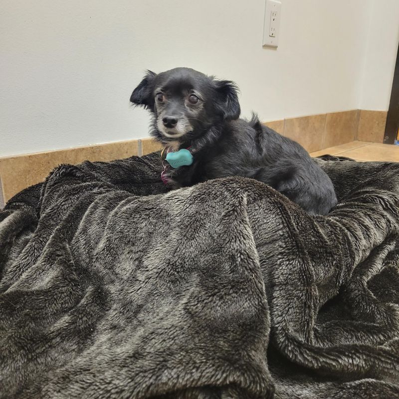 old dog on a blanket