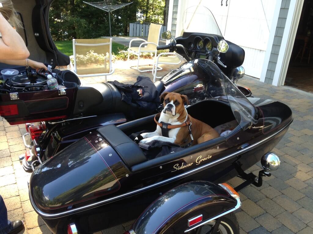 dog sitting in a motorcycle