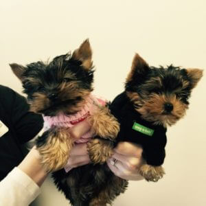 two yorkie puppies