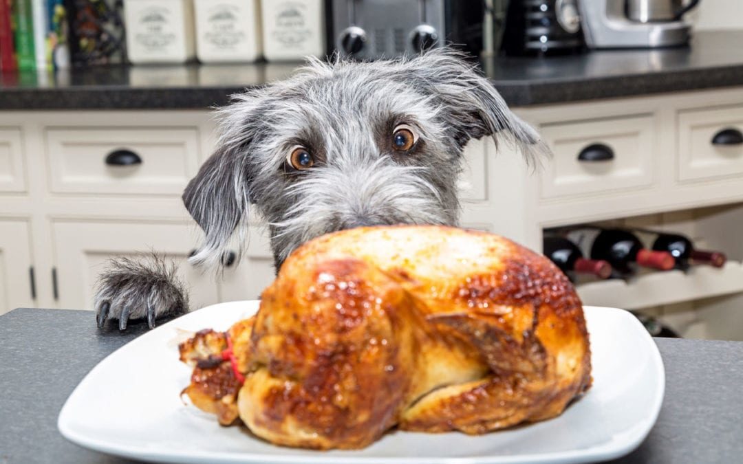 dog looking at turkey on table